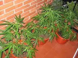 la Marihuana:es droga o no lo es?