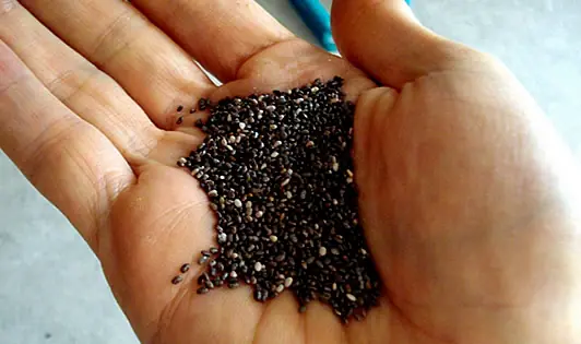 Semillas de Chía, un superalimento.