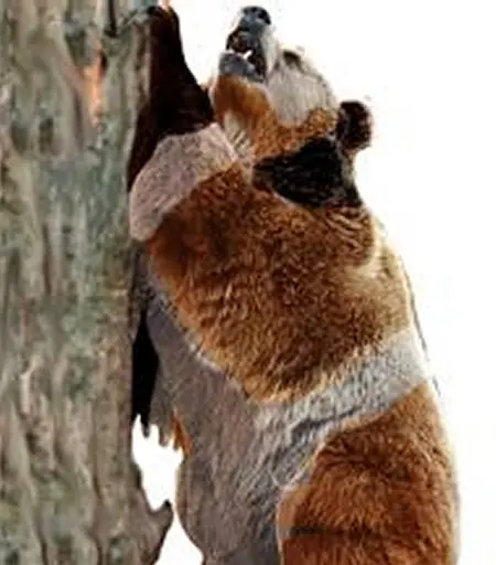 Animales Extintos