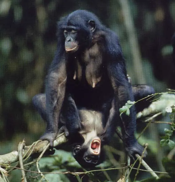 Hombres y Chimpancés comparten pautas sexuales