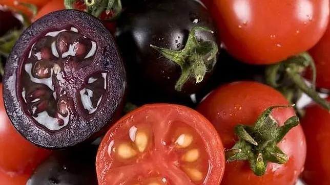 Crean un tomate purpura ¨mas sano y mas sabroso¨
