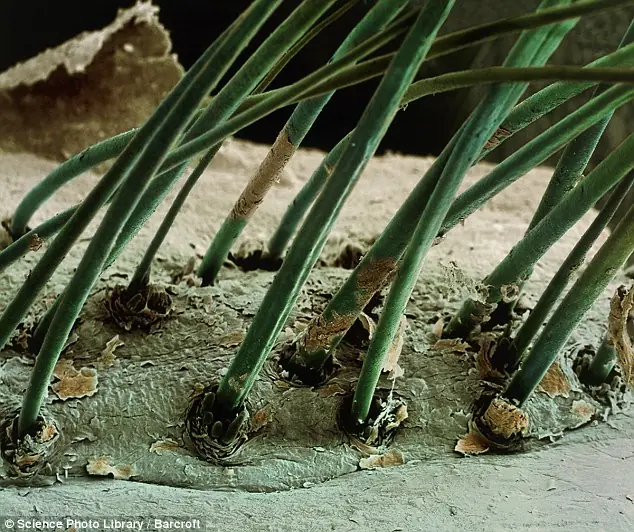 microcosmos