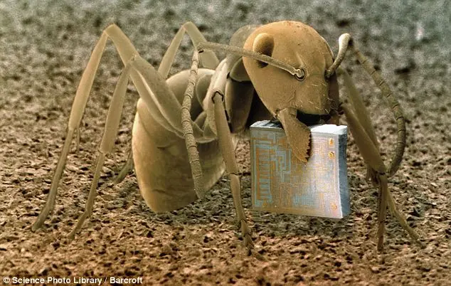 hormiga
