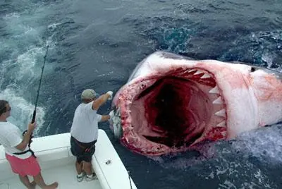 Megalodon - Rey de Reyes