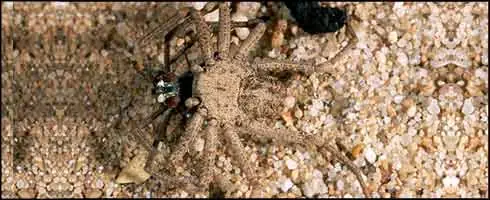 Todo sobre las arañas (Las 6 arañas mas venenosas, etc...)