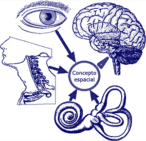 Neuroanatomia