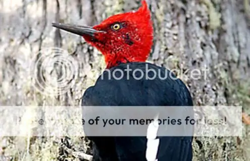 ¿Adios pajaro carpintero? (extinguiendo=( )