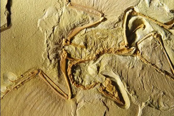 Dinosaurios