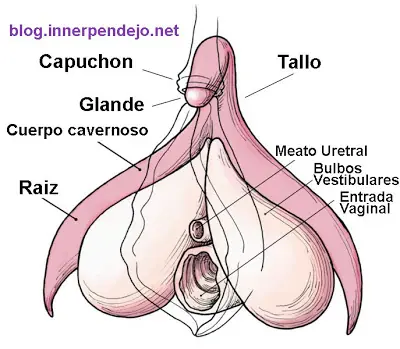 Como Dar Un Masaje En El Clitoris Para LLevar a Una Mujer...