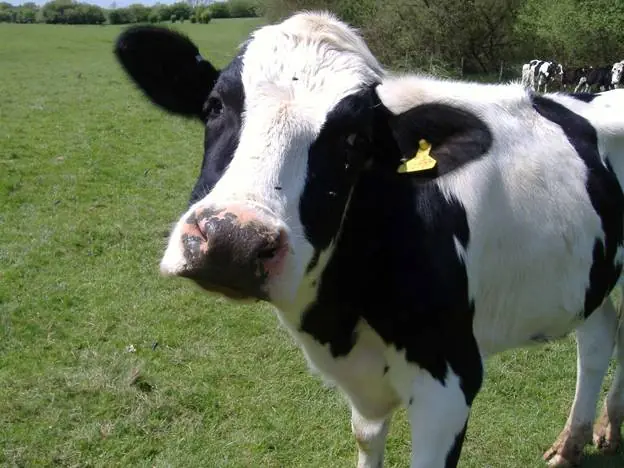 Las "vacas borrachas" son furor en Paris