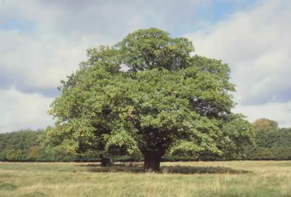 Árboles y de frutales raros.