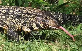 Tenes un lagarto overo?