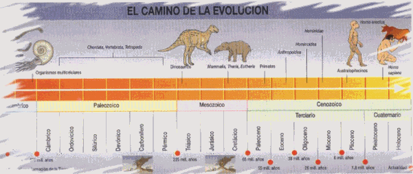 La Evoluciòn Del Hombre...
