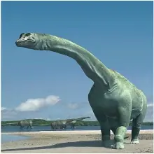 carnivoros