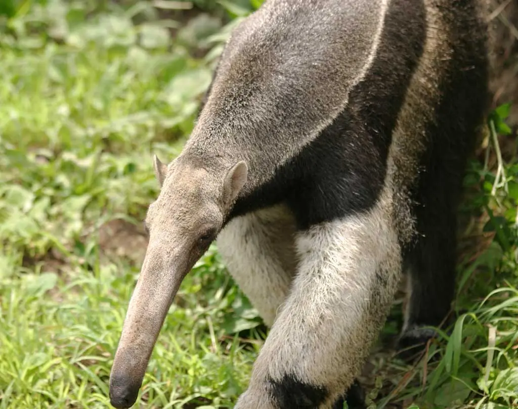 Milodon. Animal extinto.