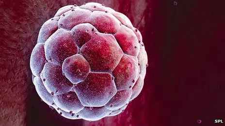 Un paso más hacia la clonación humana