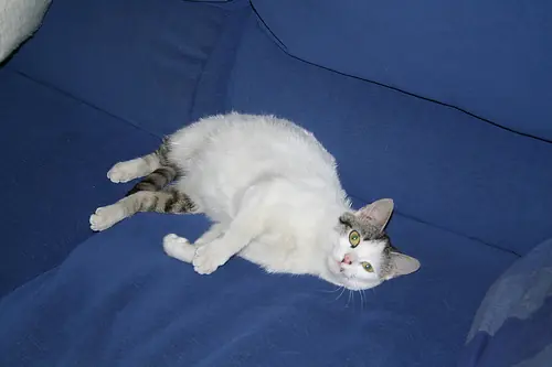 todo sobre La parición en la perra y la gata