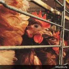 Como criar Gallinas ponedoras en Casa