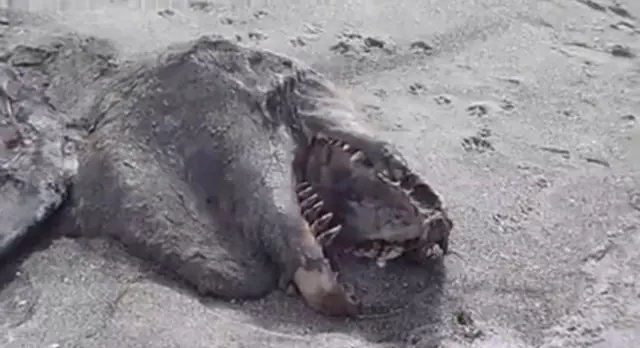 ¿Qué demonios es eso? Monstruo de Nueva Zelanda