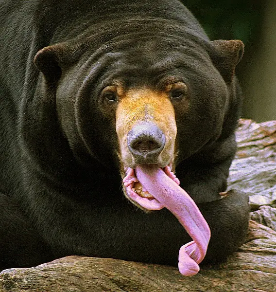 técnicas para besar con lengua
