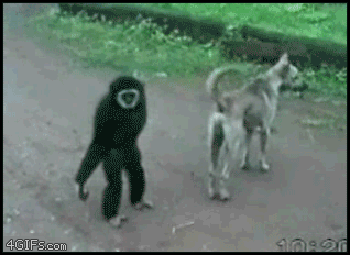 Memes y Gifs, comentan todos
