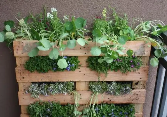 jardin