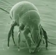 ácaros en el humano