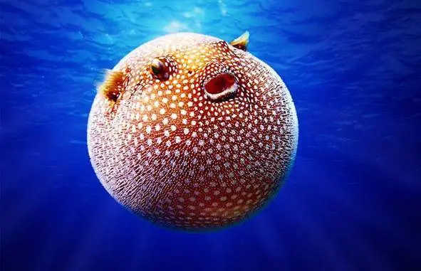 animales mas feos del mundo