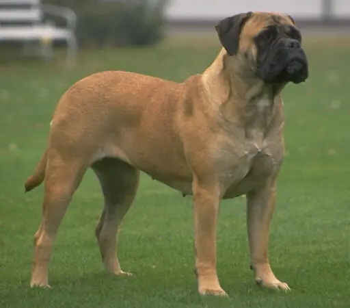 Bullmastiff - Excelente raza -