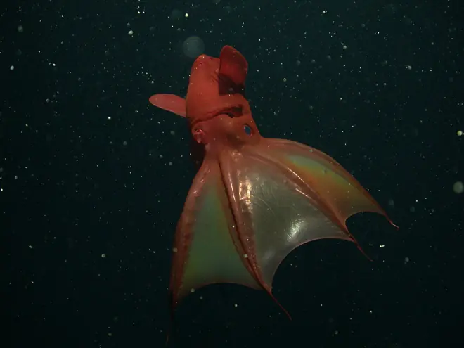 invertebrados