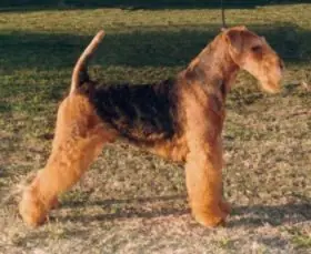 Airedale terrier