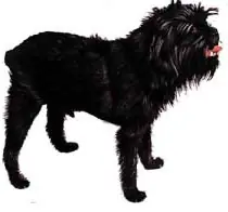 razas de perros con letra: a