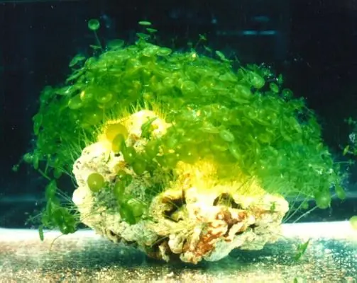 Acetabularia, la increible planta unicelular