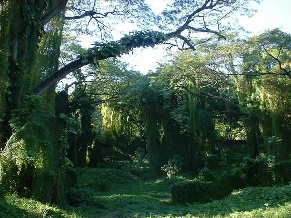 Selva
