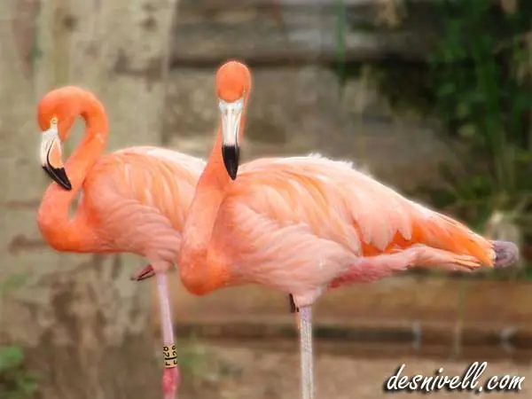 Curiosidades de las aves