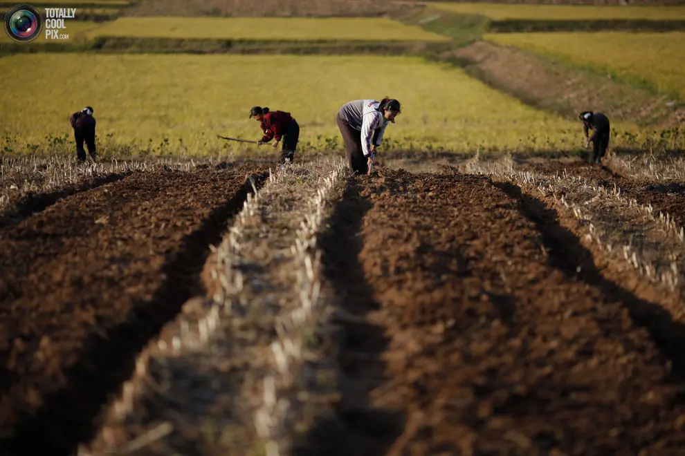 La Crisis, Hambruna en Corea del Norte.
