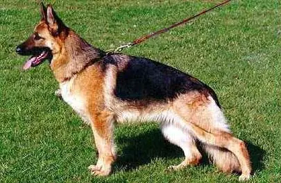 razas de perro
