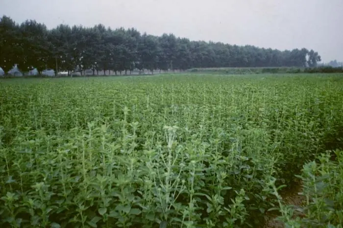 Stevia, Información Detallada