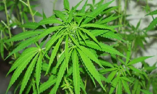 La marihuana, el amor, la hiperactividad y los bajones. .