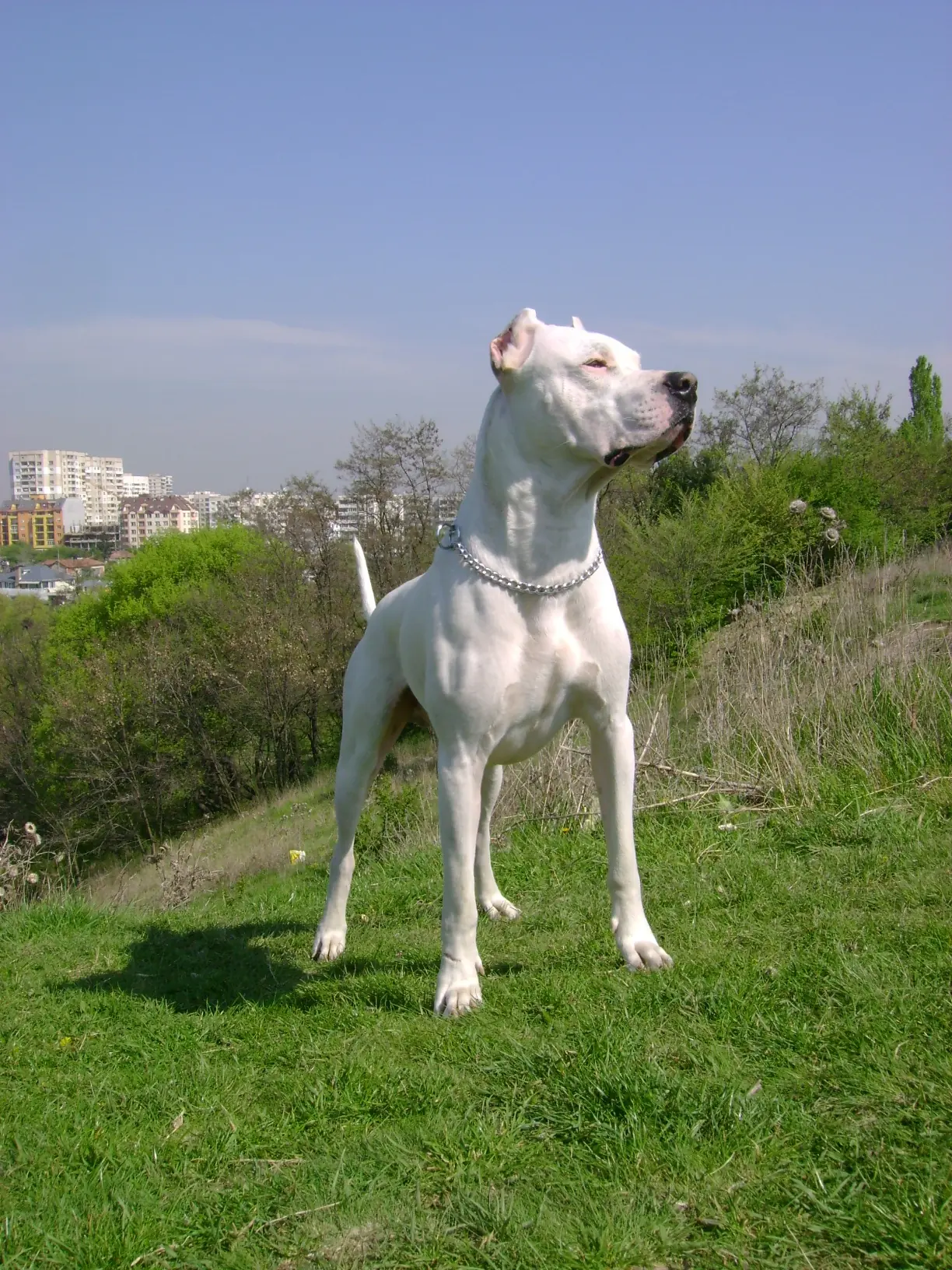 Dogo argentino