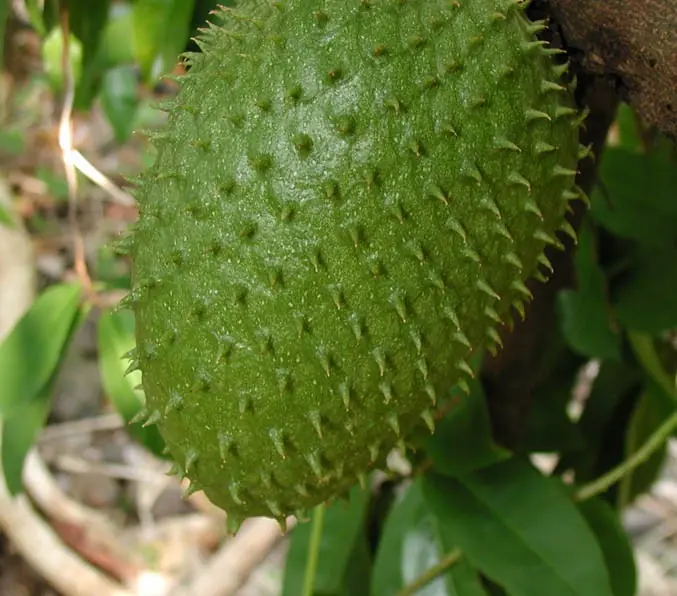 ¿Fruta Milagrosa que cura al Cancer?