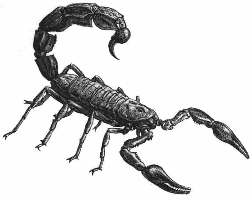 zodiaco