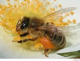 Sin abejas el mundo solamente durará 4 años más