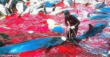 Japoneses Mataran 20.000 Delfines