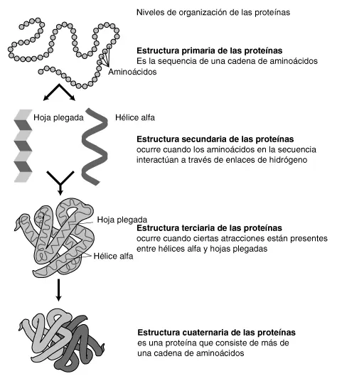 Proteìnas para ganar mùsculo y bajar de peso?