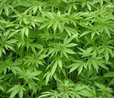 La Marihuana y sus efectos.