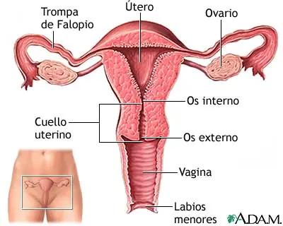 Secreción vaginal