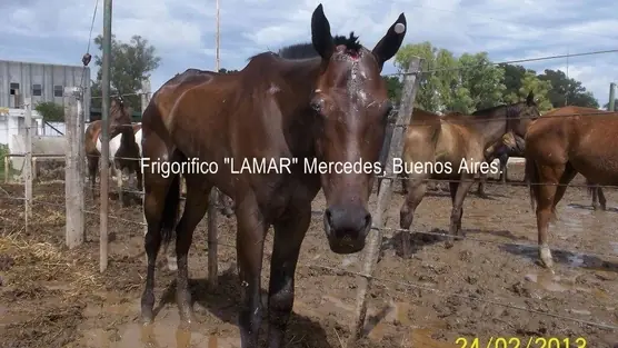 Salvemos a los caballos del frigorífico Lamar.