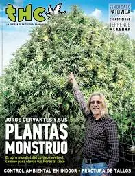 Té Cannábico