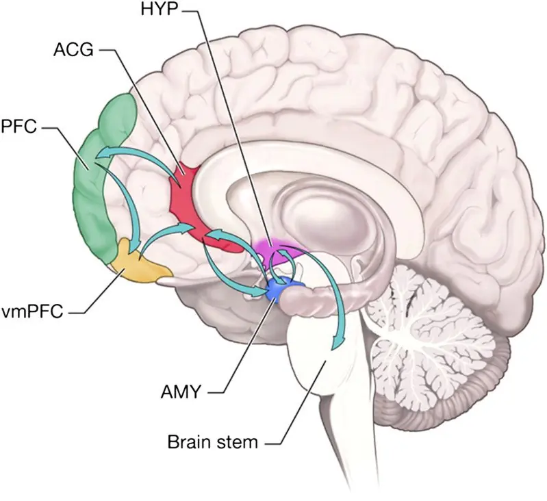Los psicópatas poseen un cerebro distinto